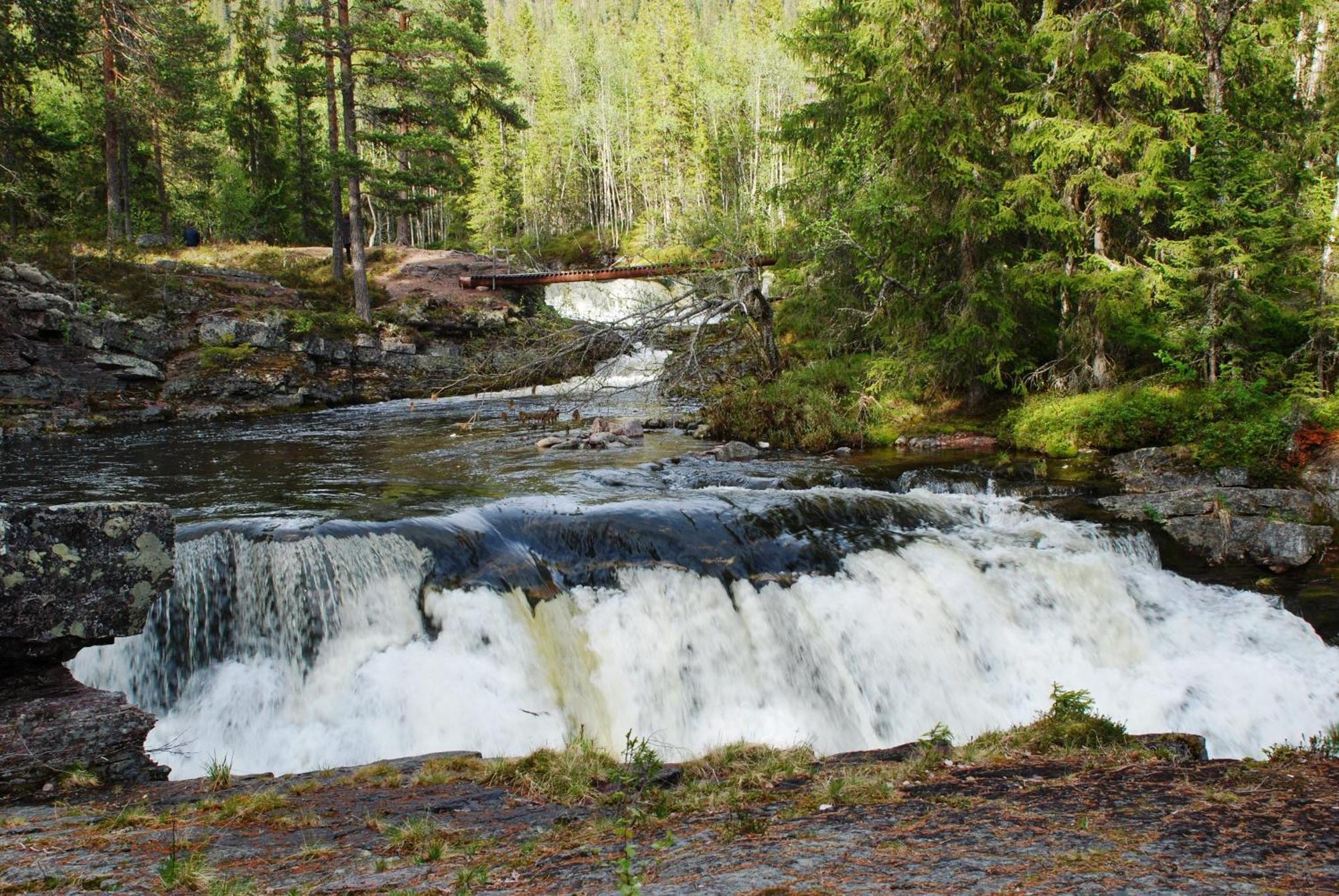 14 - Fulufjellets Nasjonalparker - Natur-, Dyre- Og Fugleopplevelser Trysil Exterior foto